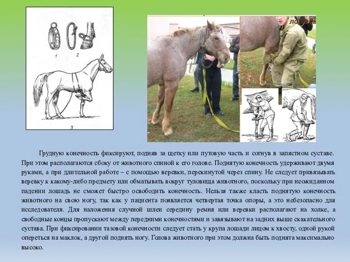 Грудную конечность фиксируют, подняв за щетку или путовую часть и согнув