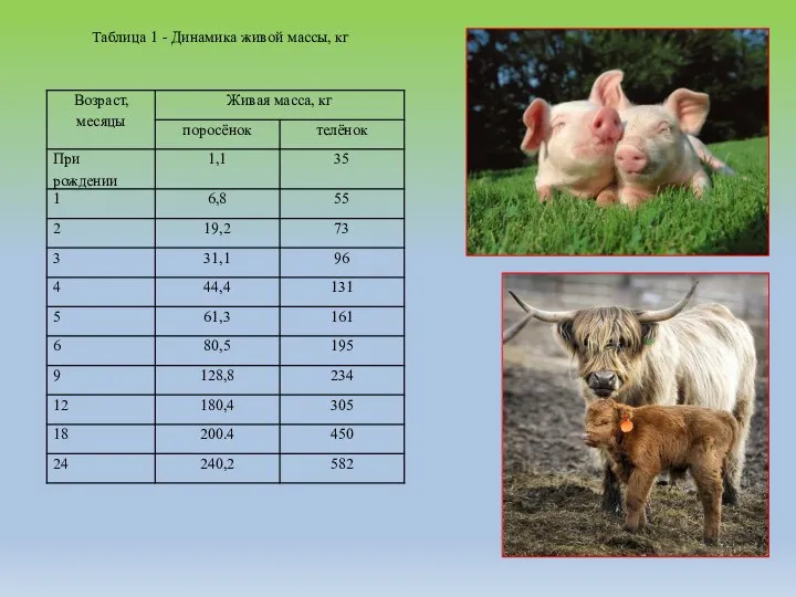 Таблица 1 - Динамика живой массы, кг