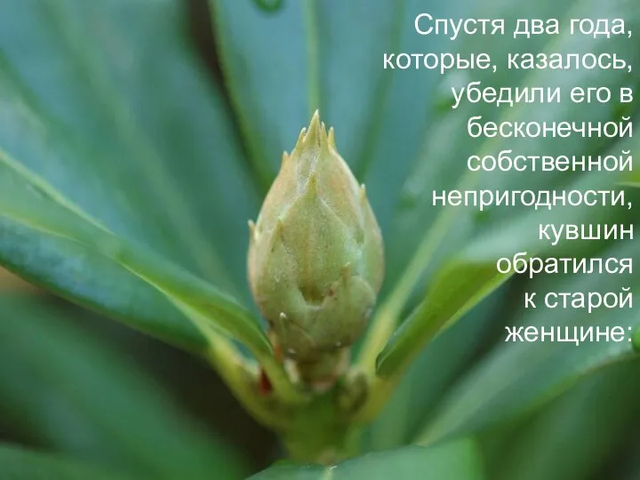 Спустя два года, которые, казалось, убедили его в бесконечной собственной непригодности, кувшин обратился к старой женщине: