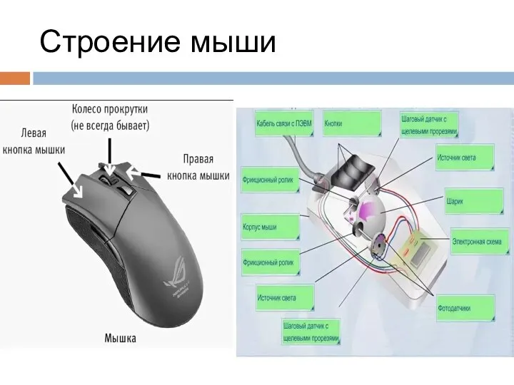 Строение мыши