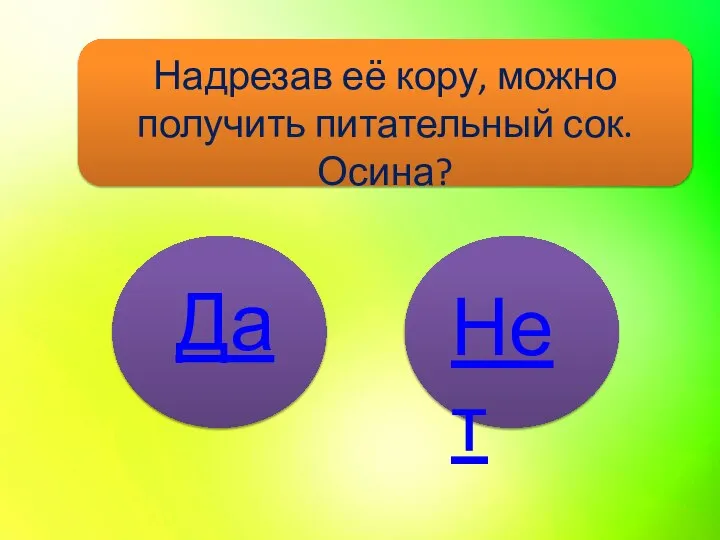 Надрезав её кору, можно получить питательный сок. Осина? Нет Да