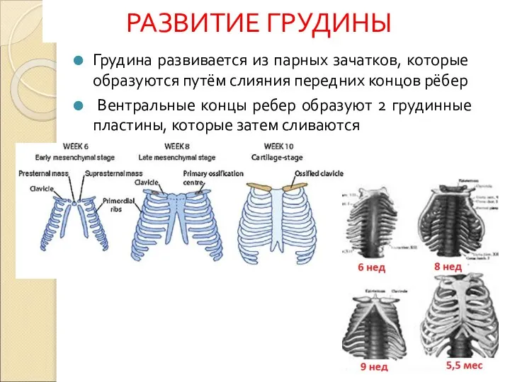 РАЗВИТИЕ ГРУДИНЫ Грудина развивается из парных зачатков, которые образуются путём слияния