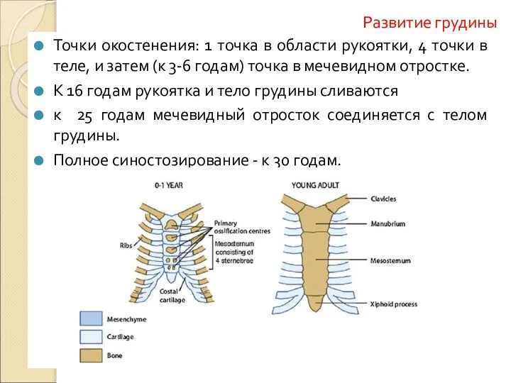 Развитие грудины Точки окостенения: 1 точка в области рукоятки, 4 точки