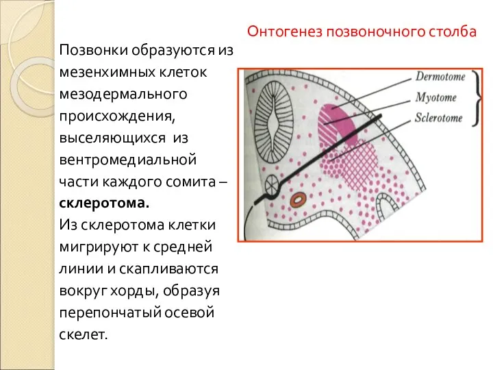 Онтогенез позвоночного столба Позвонки образуются из мезенхимных клеток мезодермального происхождения, выселяющихся