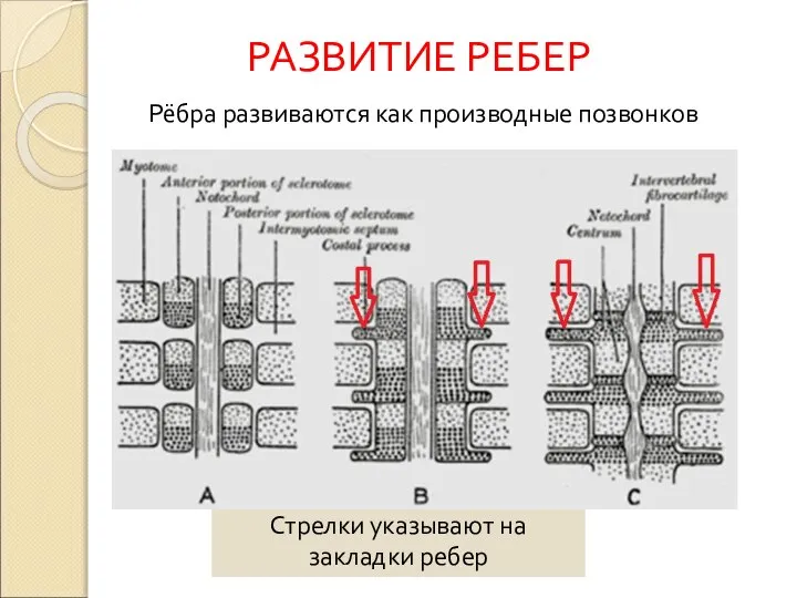 Стрелки указывают на закладки ребер Рёбра развиваются как производные позвонков РАЗВИТИЕ РЕБЕР