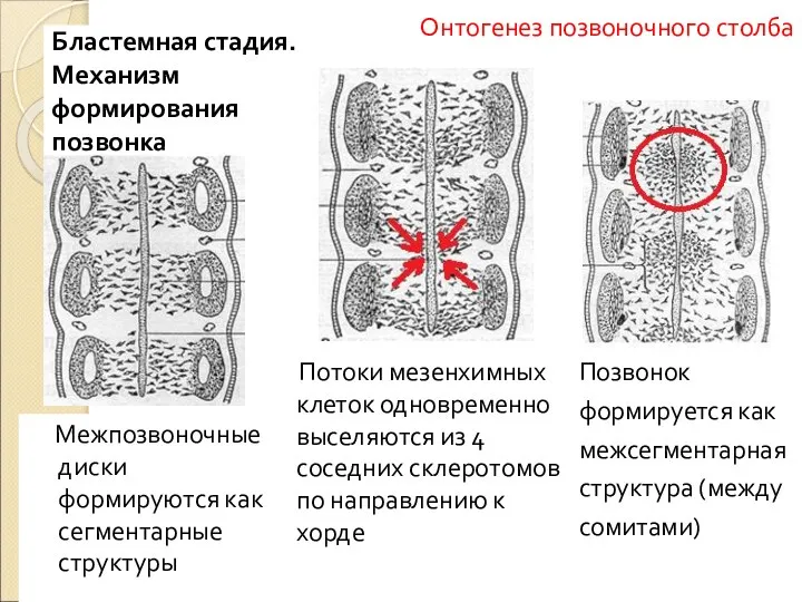 Межпозвоночные диски формируются как сегментарные структуры Потоки мезенхимных клеток одновременно выселяются