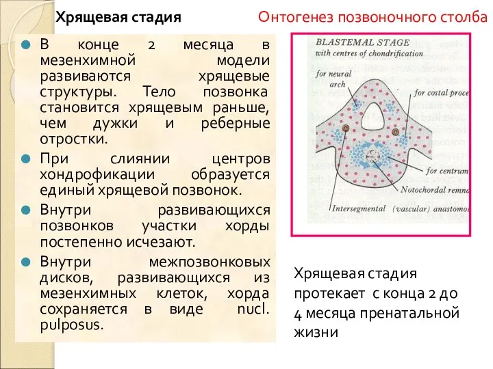 Хрящевая стадия В конце 2 месяца в мезенхимной модели развиваются хрящевые