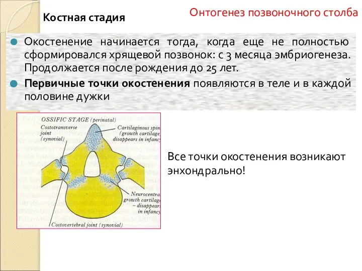 Костная стадия Окостенение начинается тогда, когда еще не полностью сформировался хрящевой