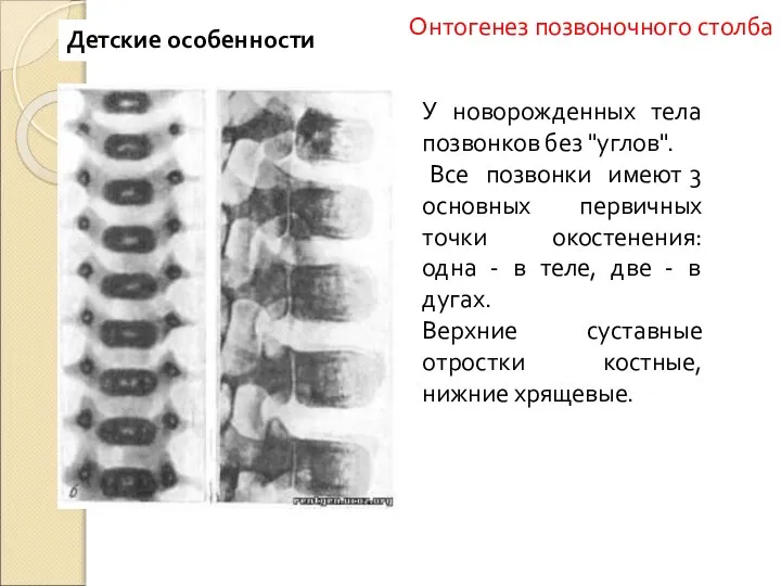 У новорожденных тела позвонков без "углов". Все позвонки имеют 3 основных