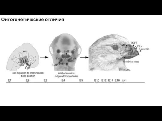 Онтогенетические отличия