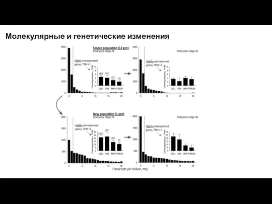 Молекулярные и генетические изменения