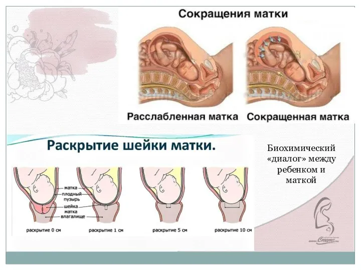 Выполняйте упражнения по 1 минуте ежедневно. В первую неделю тренировок один