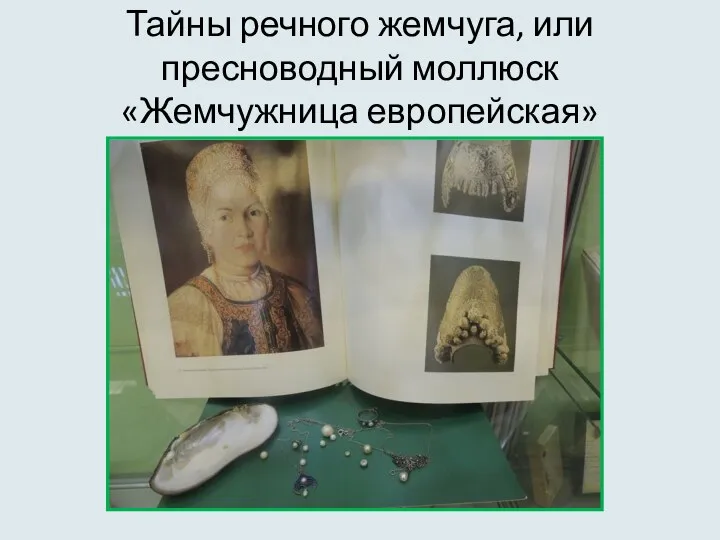 Тайны речного жемчуга, или пресноводный моллюск «Жемчужница европейская»