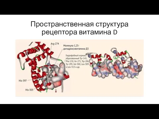 Пространственная структура рецептора витамина D