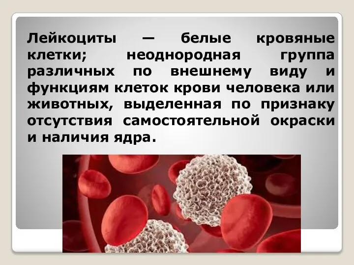 Лейкоциты — белые кровяные клетки; неоднородная группа различных по внешнему виду