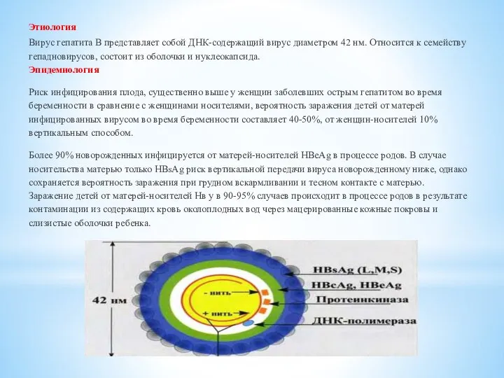 Этиология Вирус гепатита B представляет собой ДНК-содержащий вирус диаметром 42 нм.