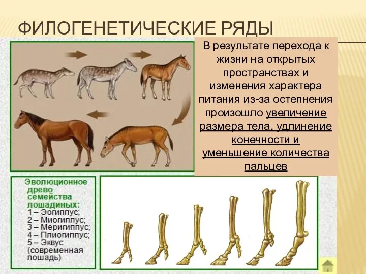 ФИЛОГЕНЕТИЧЕСКИЕ РЯДЫ В результате перехода к жизни на открытых пространствах и