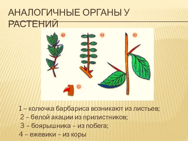 АНАЛОГИЧНЫЕ ОРГАНЫ У РАСТЕНИЙ 1 – колючка барбариса возникают из листьев;