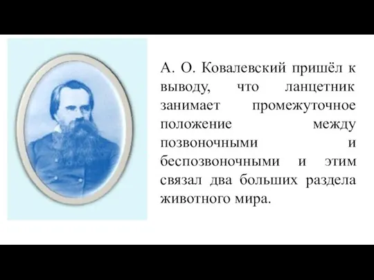 А. О. Ковалевский пришёл к выводу, что ланцетник занимает промежуточное положение