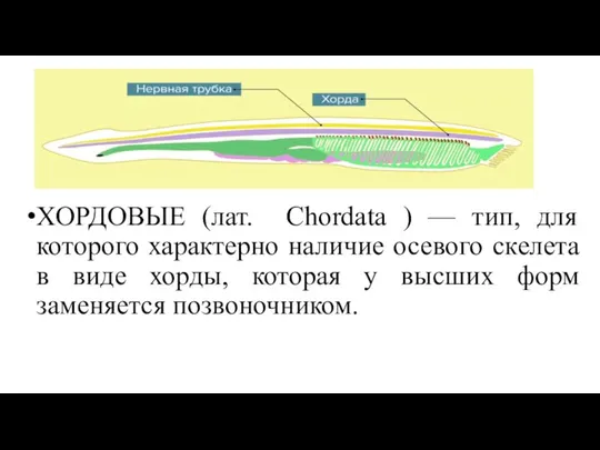 ХОРДОВЫЕ (лат. Chordata ) — тип, для которого характерно наличие осевого