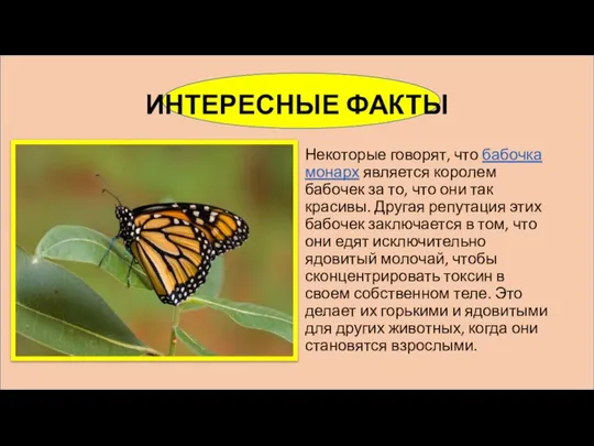 ИНТЕРЕСНЫЕ ФАКТЫ Некоторые говорят, что бабочка монарх является королем бабочек за