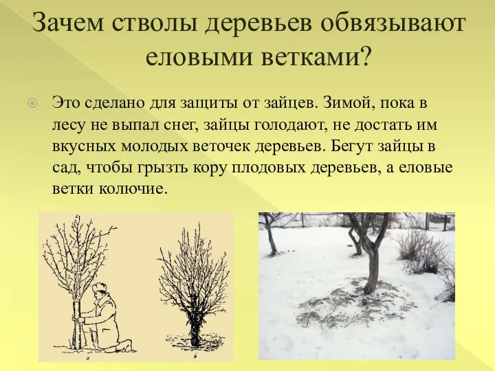 Зачем стволы деревьев обвязывают еловыми ветками? Это сделано для защиты от