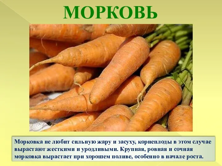 МОРКОВЬ Морковка не любит сильную жару и засуху, корнеплоды в этом