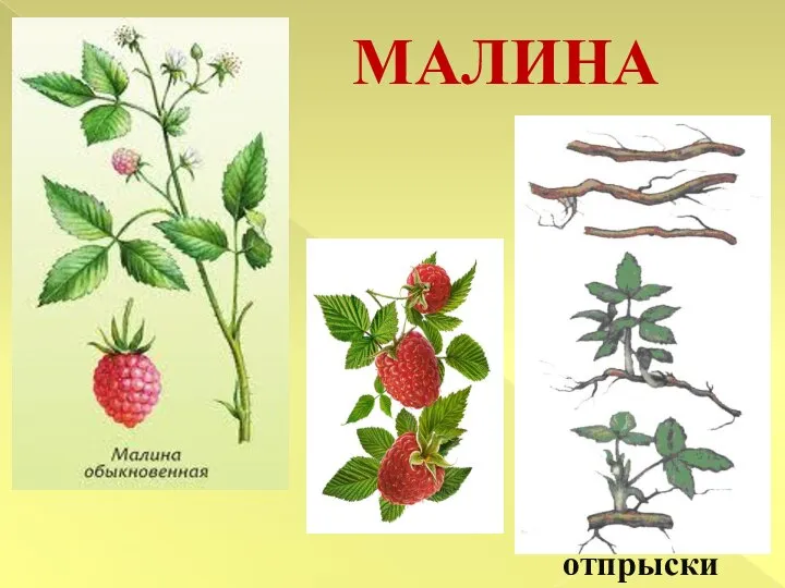 МАЛИНА отпрыски