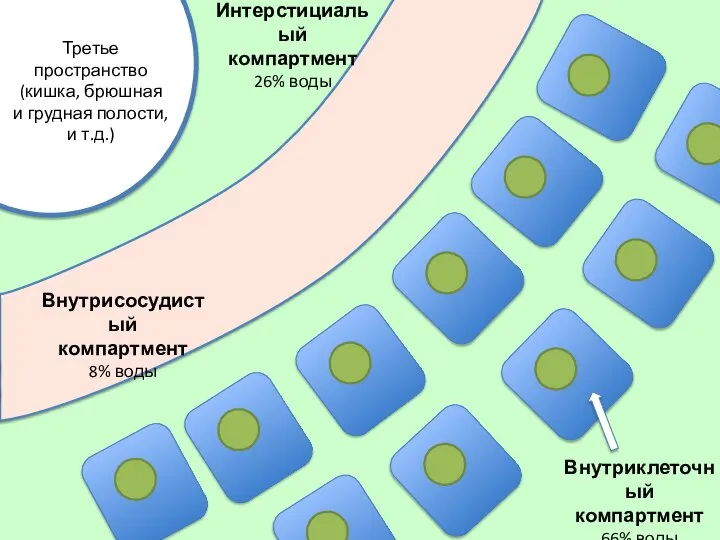 Интерстициальый компартмент 26% воды Внутрисосудистый компартмент 8% воды