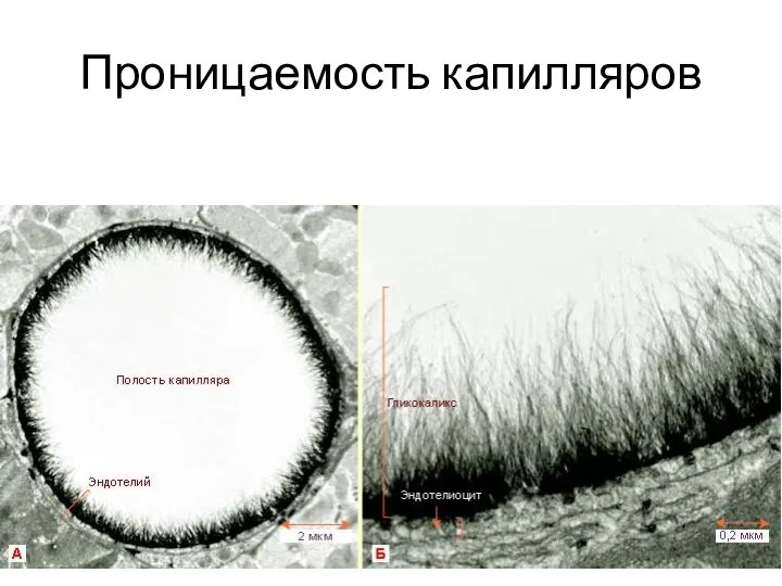 Проницаемость капилляров