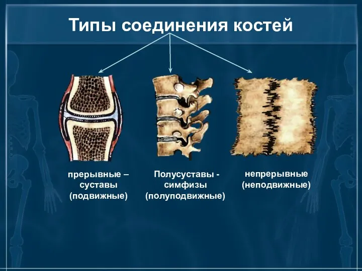 Типы соединения костей прерывные – суставы (подвижные) Полусуставы - симфизы (полуподвижные) непрерывные (неподвижные)