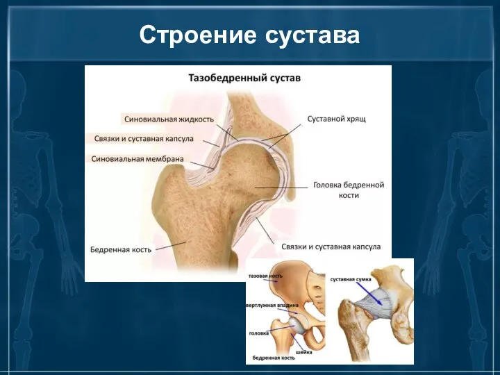 Строение сустава