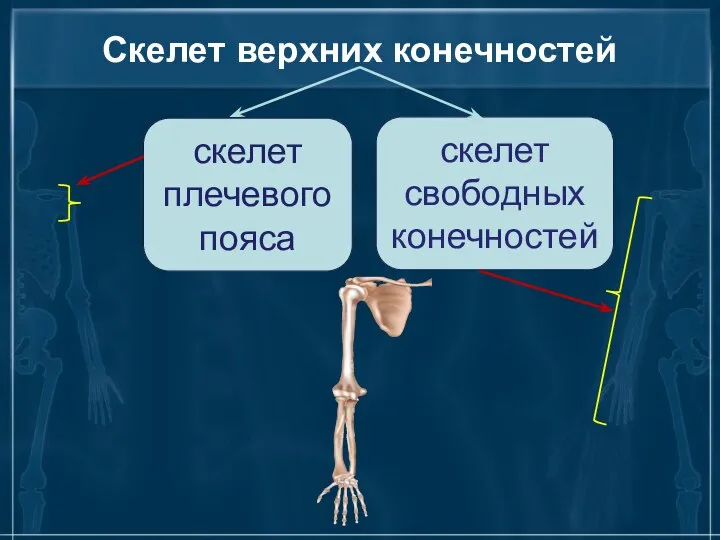 Скелет верхних конечностей скелет плечевого пояса скелет свободных конечностей