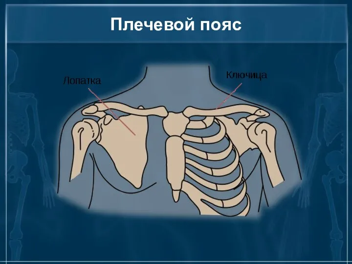 Плечевой пояс