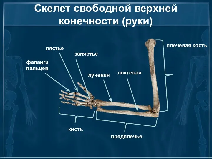 Скелет свободной верхней конечности (руки) плечевая кость предплечье кисть локтевая лучевая фаланги пальцев пястье запястье