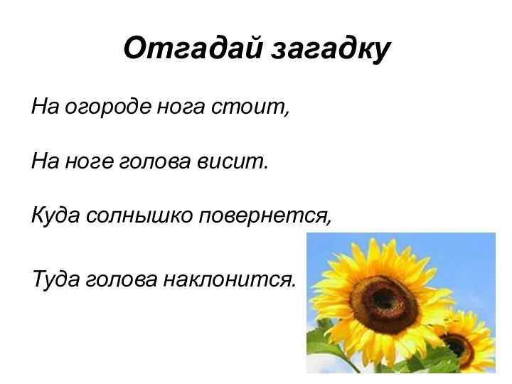 Отгадай загадку На огороде нога стоит, На ноге голова висит. Куда солнышко повернется, Туда голова наклонится.