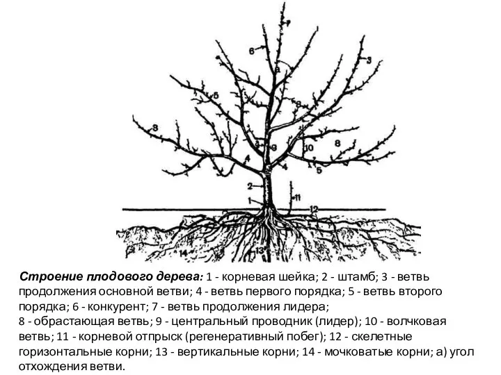 Строение плодового дерева: 1 - корневая шейка; 2 - штамб; 3