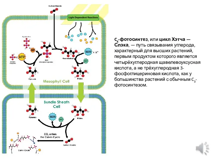 C4-фотосинтез, или цикл Хэтча — Слэка, — путь связывания углерода, характерный