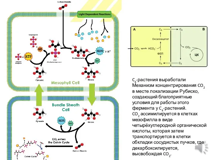 C4-растения выработали Механизм концентрирования CO2 в месте локализации Рубиско, создающий благоприятные