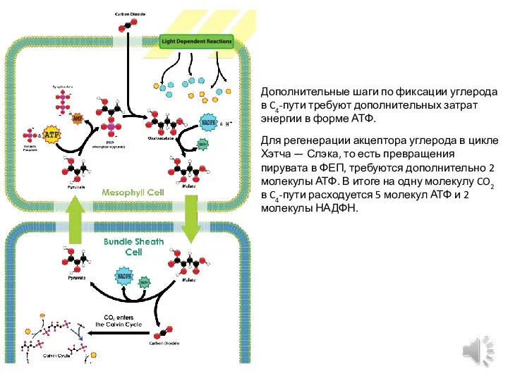 Дополнительные шаги по фиксации углерода в C4-пути требуют дополнительных затрат энергии