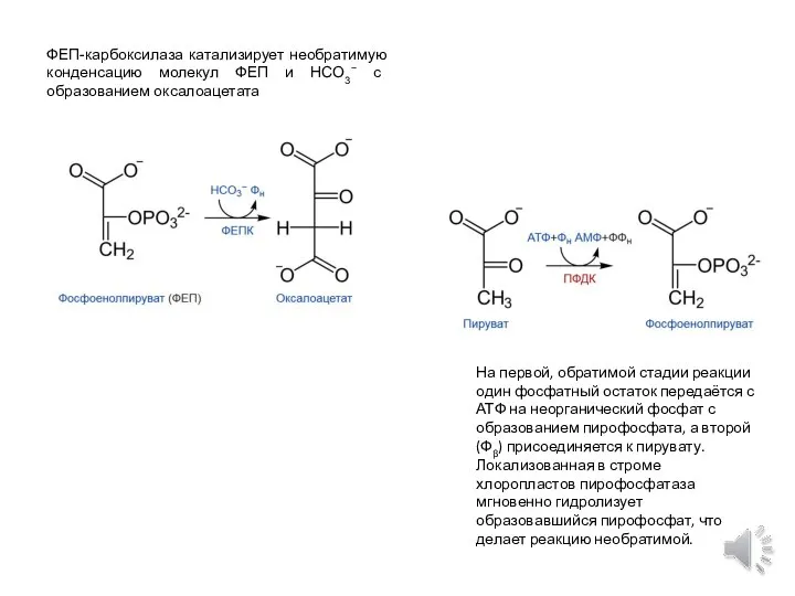 ФЕП-карбоксилаза катализирует необратимую конденсацию молекул ФЕП и HCO3− с образованием оксалоацетата