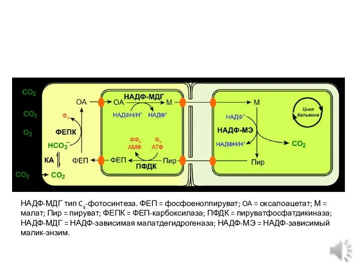 НАДФ-МДГ тип C4-фотосинтеза. ФЕП = фосфоенолпируват; OA = оксалоацетат; М =