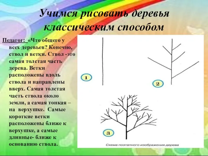 Учимся рисовать деревья классическим способом Педагог: «Что общего у всех деревьев?