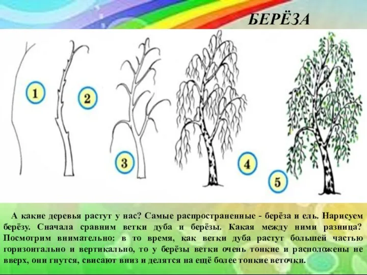 БЕРЁЗА А какие деревья растут у нас? Самые распространенные - берёза