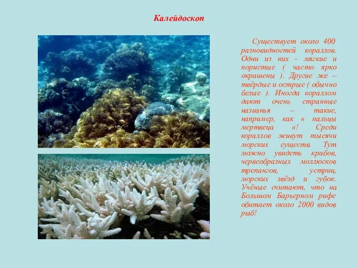 Калейдоскоп Существует около 400 разновидностей кораллов. Одни из них - мягкие