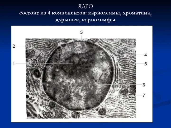 ЯДРО состоит из 4 компонентов: кариолеммы, хроматина, ядрышек, кариолимфы