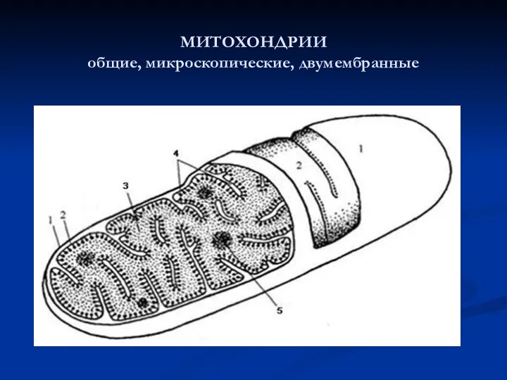 МИТОХОНДРИИ общие, микроскопические, двумембранные