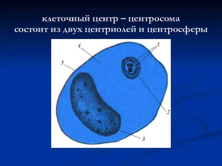 клеточный центр – центросома состоит из двух центриолей и центросферы