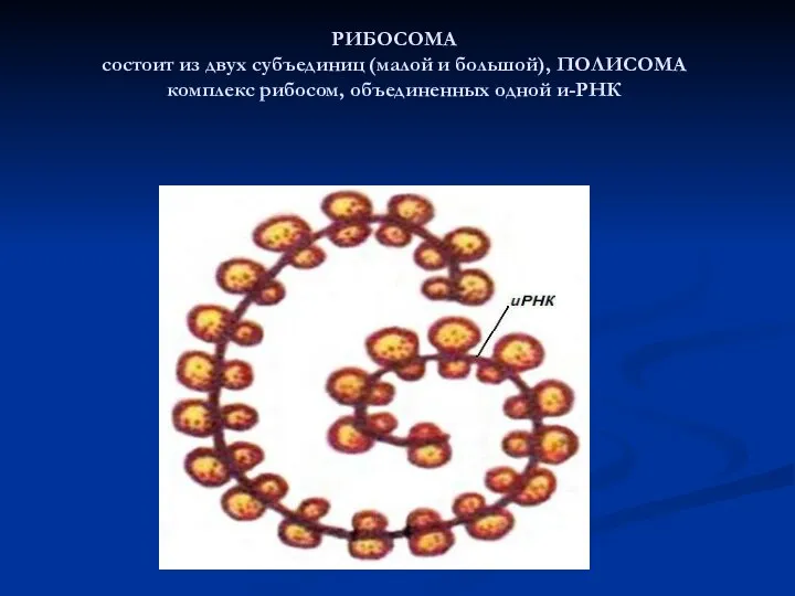 РИБОСОМА состоит из двух субъединиц (малой и большой), ПОЛИСОМА комплекс рибосом, объединенных одной и-РНК