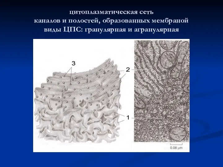 цитоплазматическая сеть каналов и полостей, образованных мембраной виды ЦПС: гранулярная и агранулярная